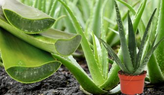 aleo-vera-bitkisi-yararlari