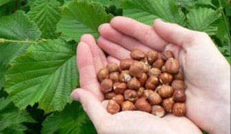 kilo-vermeyen-yarayan-kuruyemisler-2