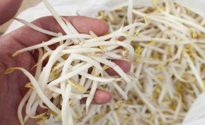 Soya Filizi Sağlığa Faydası Nedir