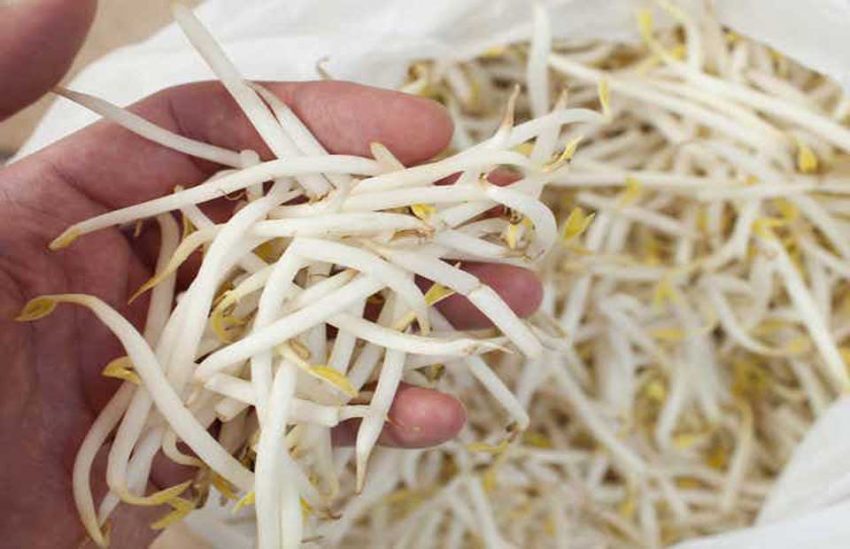 Soya Filizi Sağlığa Faydası Nedir